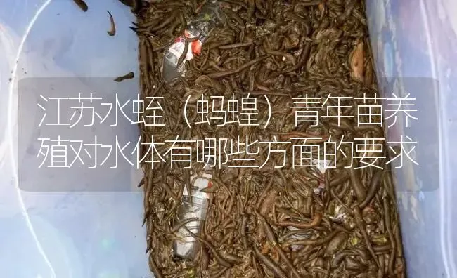 江苏水蛭（蚂蝗）青年苗养殖对水体有哪些方面的要求 | 特种养殖