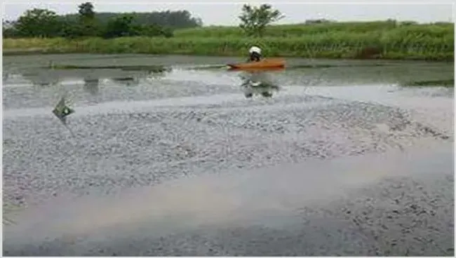 梅雨季节养殖塘怎么管理 | 动物养殖资料