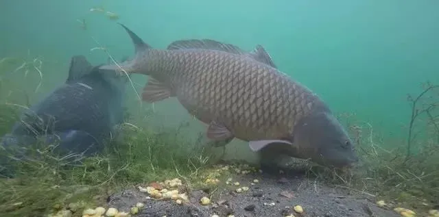 【水产养殖百科】水的深浅与溶氧量的关系