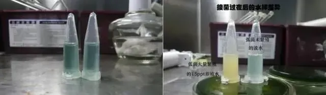 淡水能杀菌？对虾养殖户放苗前用淡水泡塘确实能抑制弧菌！