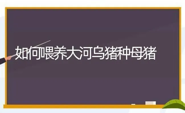 如何喂养大河乌猪种母猪 | 家畜养殖