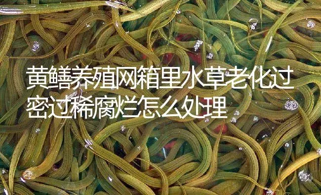 黄鳝养殖网箱里水草老化过密过稀腐烂怎么处理 | 淡水养殖