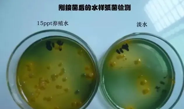 淡水能杀菌？对虾养殖户放苗前用淡水泡塘确实能抑制弧菌！