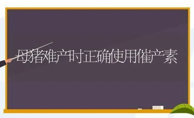 母猪难产时正确使用催产素 | 家畜养殖