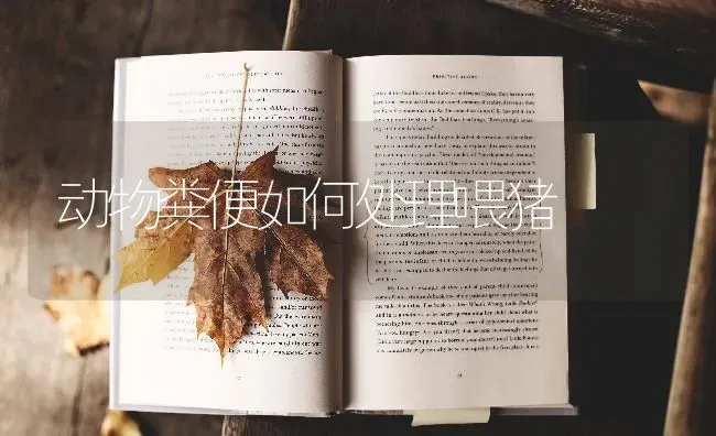动物粪便如何处理喂猪 | 家畜养殖