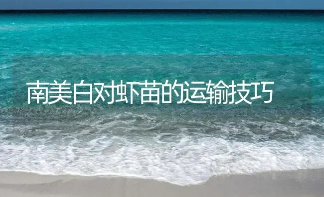 南美白对虾苗的运输技巧 | 海水养殖