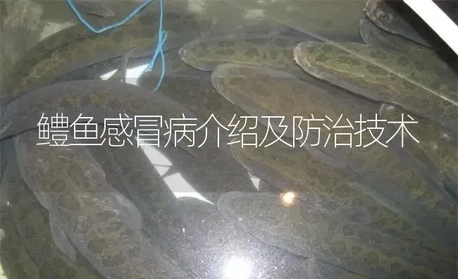 鳢鱼感冒病介绍及防治技术 | 淡水养殖