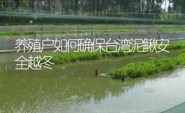 养殖户如何确保台湾泥鳅安全越冬 | 淡水养殖