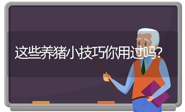 这些养猪小技巧你用过吗？ | 家畜养殖