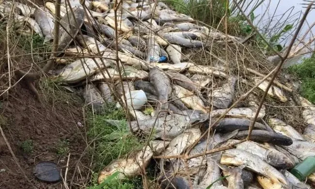 解毒用药要对症，市面上产品繁多，养殖户选购难度大