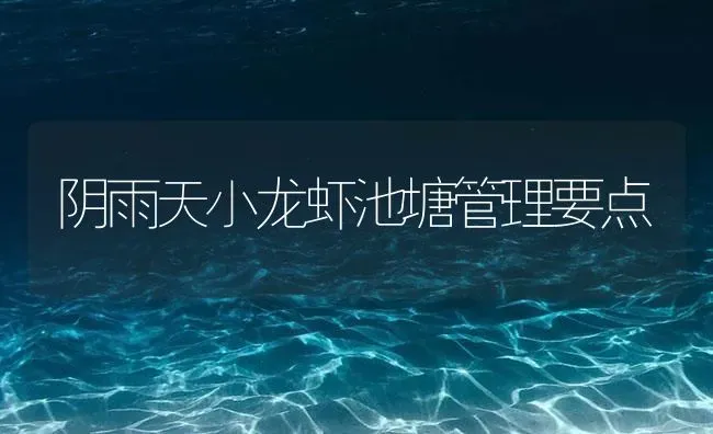 阴雨天小龙虾池塘管理要点 | 海水养殖