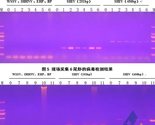 发病南美白对虾检出虾血细胞虹彩病毒（SHIV）