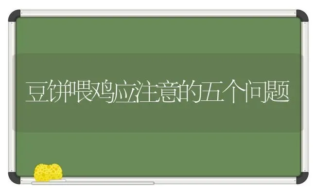 豆饼喂鸡应注意的五个问题 | 家禽养殖