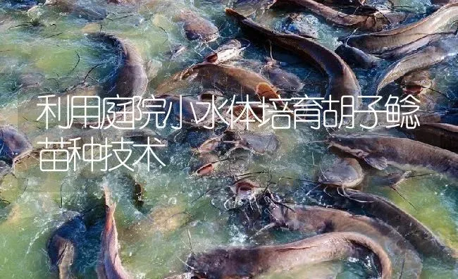 利用庭院小水体培育胡子鲶苗种技术 | 淡水养殖