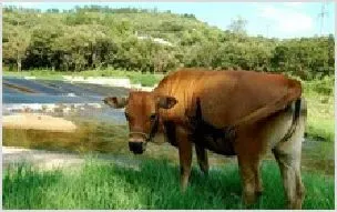 烟台肉牛养殖举步维艰无人干 | 动物养殖资料