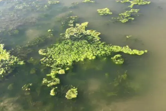 河蟹池塘青苔问题解析