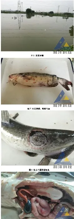 春季斑点叉尾鮰成鱼大量死亡