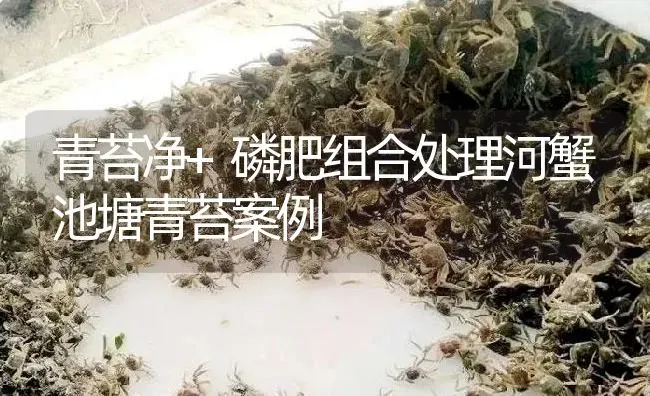 青苔净+磷肥组合处理河蟹池塘青苔案例 | 淡水养殖