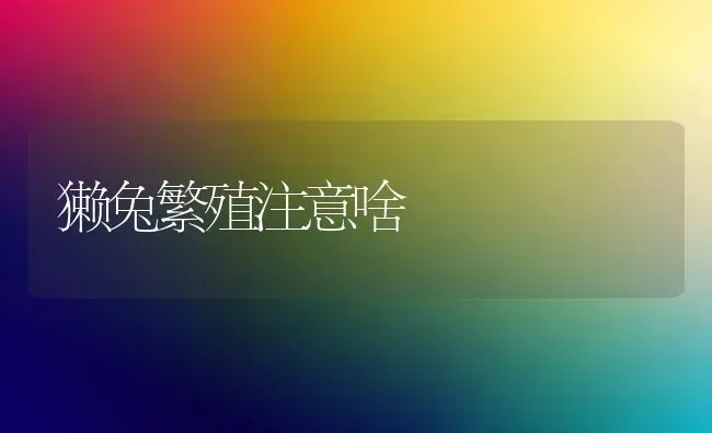 獭兔繁殖注意啥 | 家畜养殖