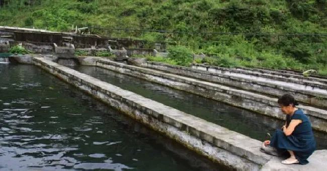 秋季养鱼池塘管理措施及病害防治技术