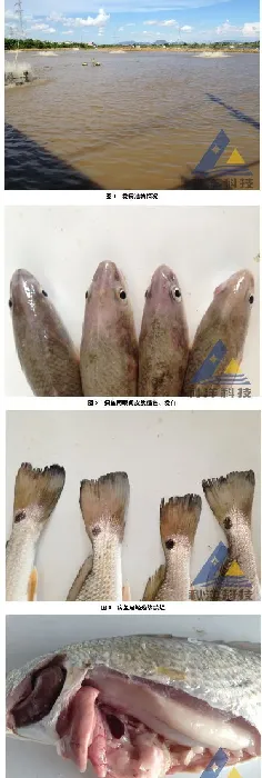美国红鱼感染真鲷虹彩病毒一例