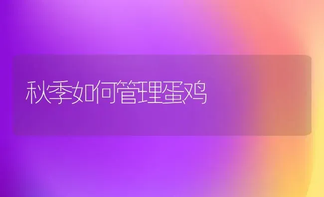 秋季如何管理蛋鸡 | 家禽养殖