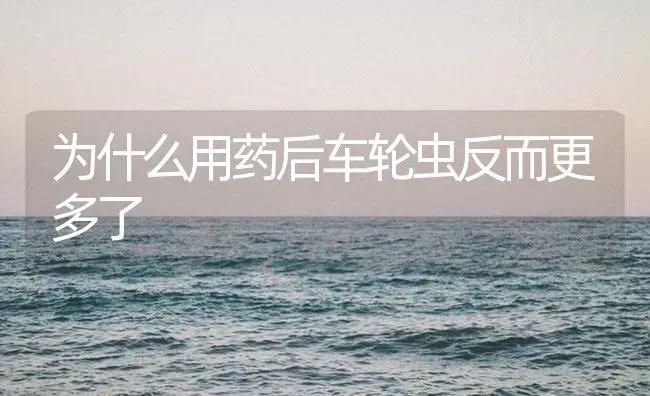 为什么用药后车轮虫反而更多了 | 养殖病虫害防治