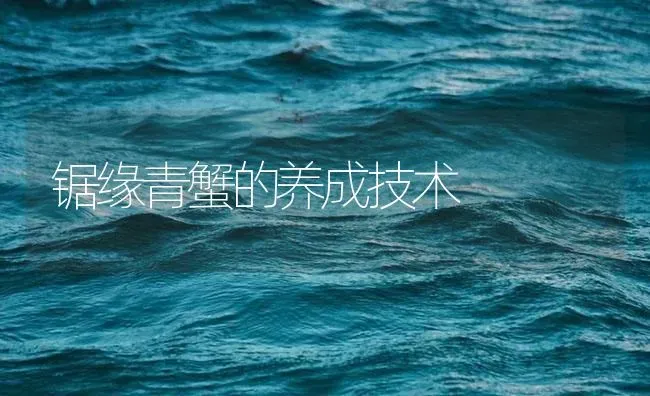 锯缘青蟹的养成技术 | 海水养殖