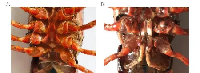 唐建清研究员教你养小龙虾之小龙虾的基础生物学特征