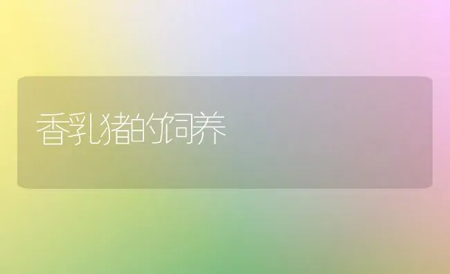 香乳猪的饲养 | 家畜养殖