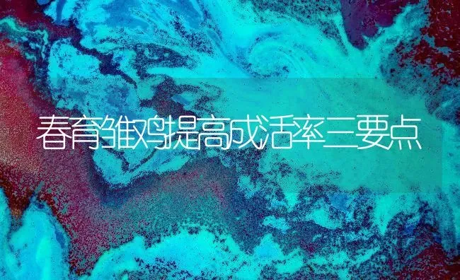 春育雏鸡提高成活率三要点 | 家禽养殖