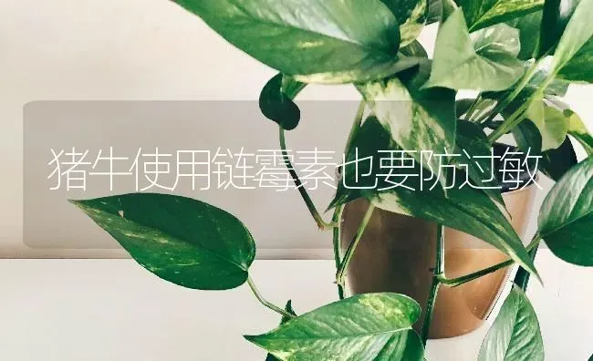 猪牛使用链霉素也要防过敏 | 家畜养殖