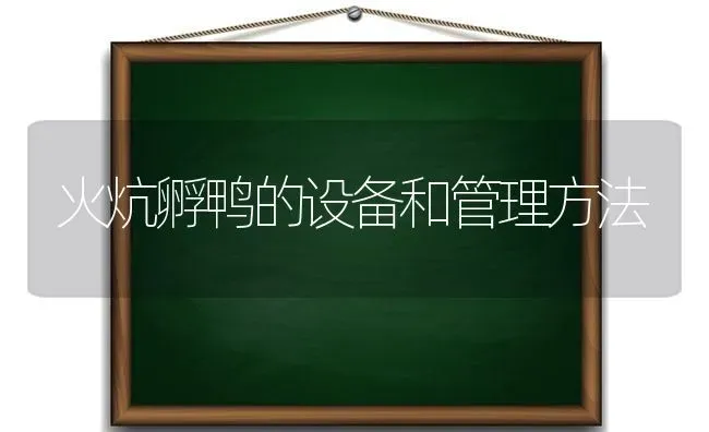 火炕孵鸭的设备和管理方法 | 家禽养殖