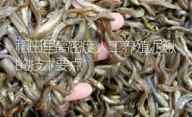 稻田里高密度人工养殖泥鳅的技术要点 | 淡水养殖