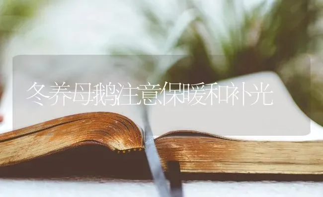 冬养母鹅注意保暖和补光 | 家禽养殖