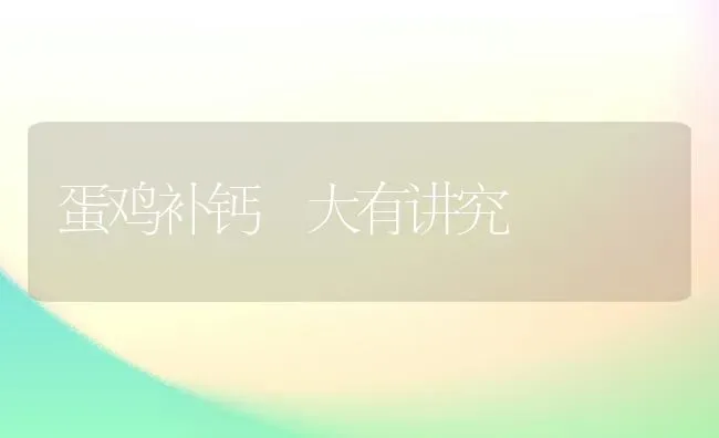 蛋鸡补钙 大有讲究 | 家禽养殖
