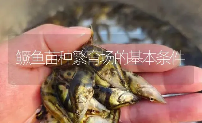 鳜鱼苗种繁育场的基本条件 | 淡水养殖