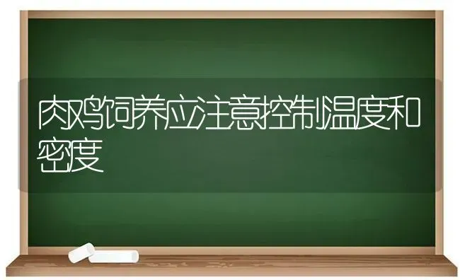 肉鸡饲养应注意控制温度和密度 | 家禽养殖