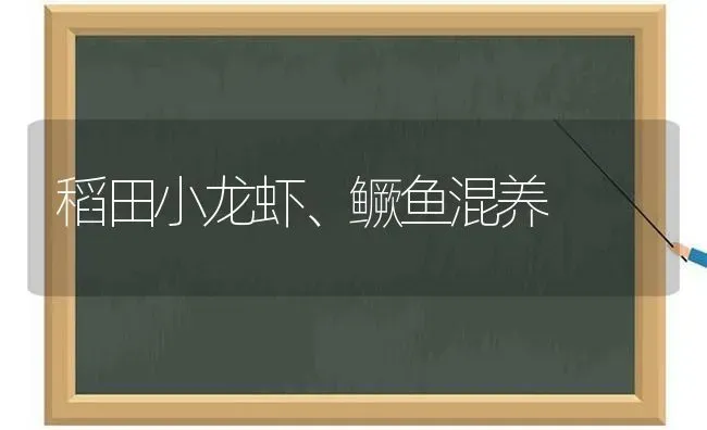 稻田小龙虾、鳜鱼混养 | 淡水养殖