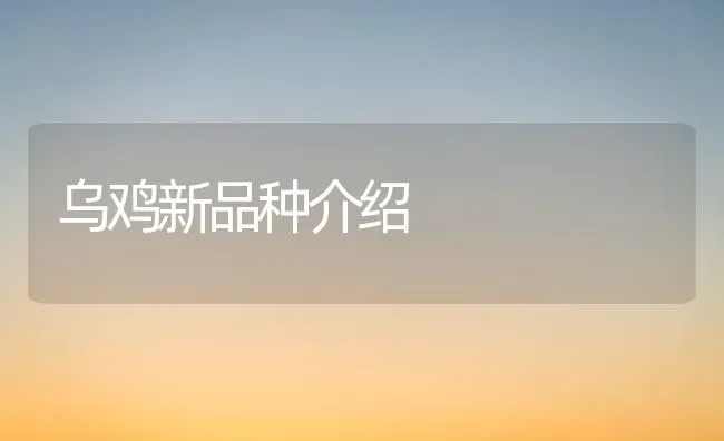 乌鸡新品种介绍 | 家禽养殖