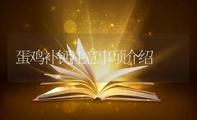 蛋鸡补钙注意事项介绍 | 家禽养殖