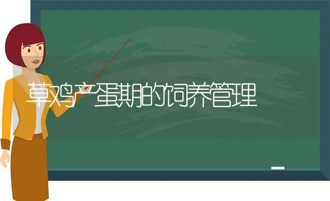 草鸡产蛋期的饲养管理 | 家禽养殖