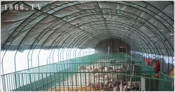 养猪疾病怎么预防？注意卫生是第一要务 | 养殖疾病