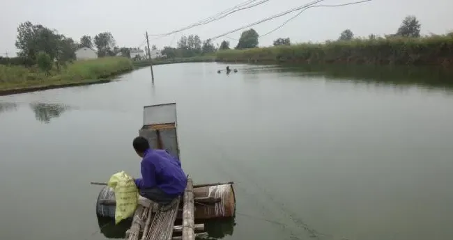 开春后草鱼养殖户驯化的重要性