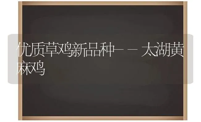 优质草鸡新品种--太湖黄麻鸡 | 家禽养殖