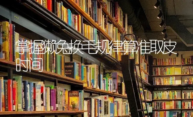 掌握獭兔换毛规律算准取皮时间 | 家畜养殖