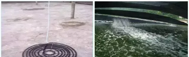 南美白对虾标苗技术要点