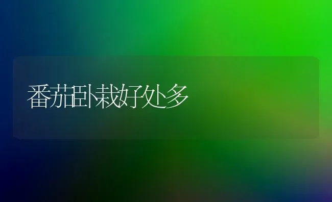 如何延长七彩山鸡产蛋高峰期 | 家禽养殖