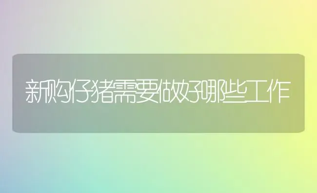 新购仔猪需要做好哪些工作 | 家畜养殖