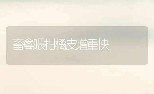 畜禽喂柑橘皮增重快 | 家禽养殖